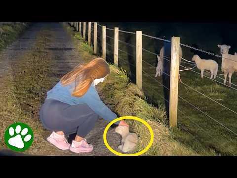 This Lost Baby Lamb Was Desperate to Reach Its Mother! #Video