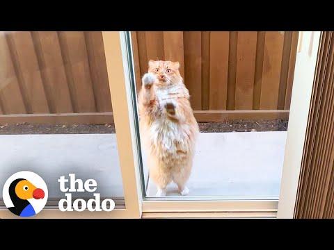 Neighbor's Cat Demands To Play With This Woman Every Day! #Video