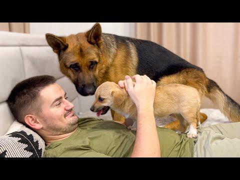 What does German Shepherd do when I hug a puppy #Video