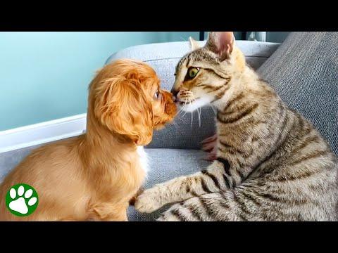 Cat and new puppy's unexpected first meeting #Video