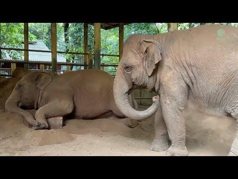 Jenny's Peaceful Evening Nap - ElephantNews #Video