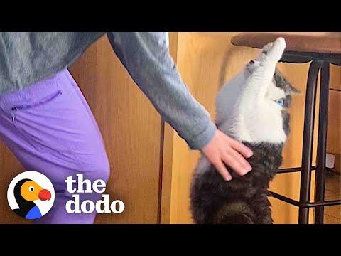 Cat Does The Cutest Thing When He Wants To Be Picked Up #Video