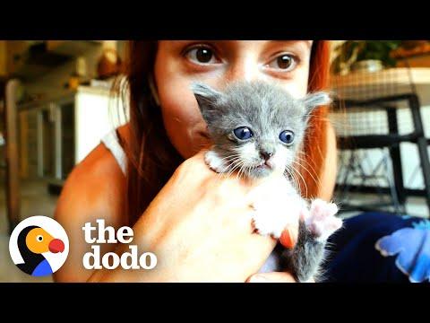 Four Tiny Foster Kittens Heal Woman’s Broken Heart #Video