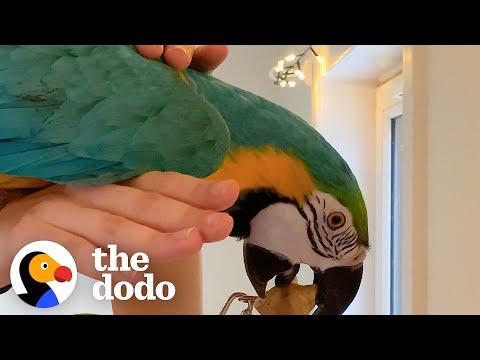 Parrot Kept In A Cage Learns How To Fly #Video