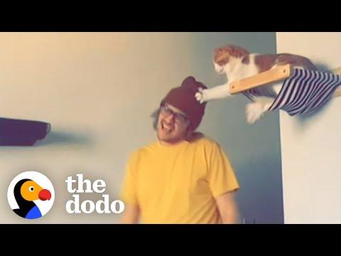 Dad Builds His Cat His Very Own Jungle Gym  #Video