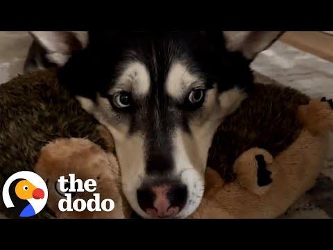 Dog Survived In The Wild For Years #Video