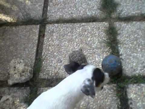 Hilarious! - Dog And Turtle Playing Soccer!