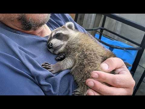 When Animals Become Completely Obsessed With Grandpa #Video
