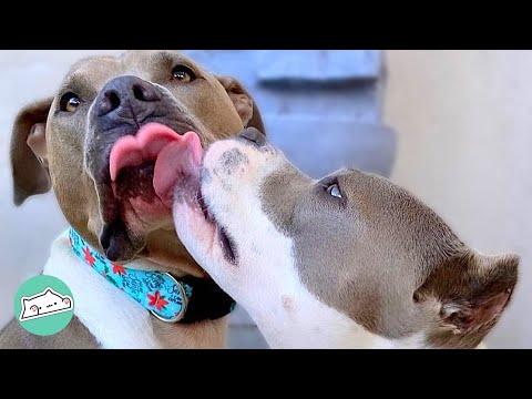 4 Days It Took For These Two Rescue Bullies Became Best Friends  #Video