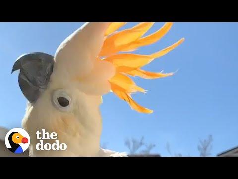 Cockatoo Follows His New Mom Everywhere  #Video