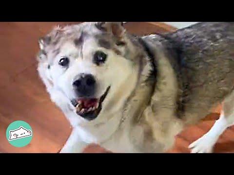 Husky Dances For Dinner Every Day. And His Owner Is Obsessed #Video