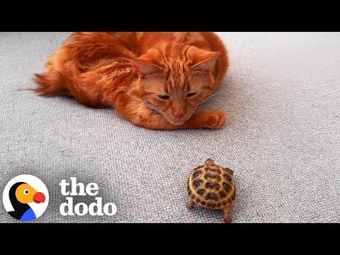 Cat Can't Believe When His Mom Brings A Tortoise Home #Video