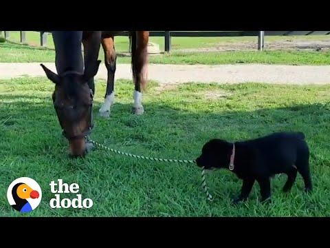 This Dog Thinks He Is A Horse #Video