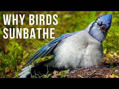 Fun & Interesting Reasons Why Birds Sunbathe Video