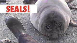 Breed All About It: Seals