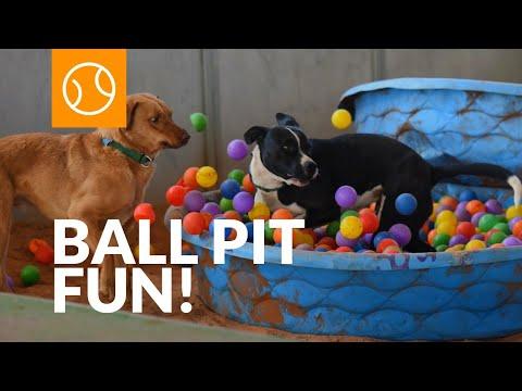 You won't believe your eyes! This dog finds his favorite ball every time