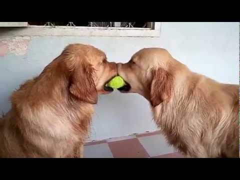 Dogs Play Tug Of War With Tennis Ball