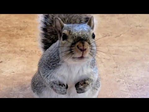 When a squirrel thinks you're mommy #Video