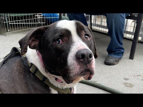 Shelter puppy turns senior waiting for a home #Video