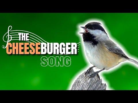 Black-capped Chickadee Cheeseburger / Fee Bee Song Explained | What Does it Mean? #Video