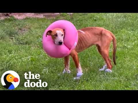 Emaciated Pittie Found In A Sewer Gets His Very First Toys #Video