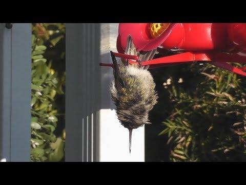 Hummingbird Sleeping While Hanging Upside Down Video