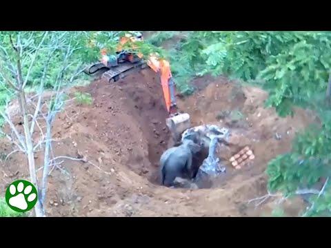 Elephant mom teams up with excavator do save calf from drain #Video