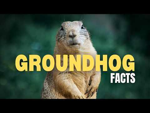 25 Surprising Facts About Groundhogs #Video