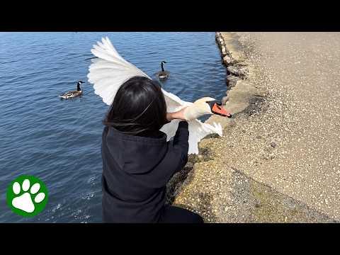 Woman Rushes To Save Hooked Swan #Video