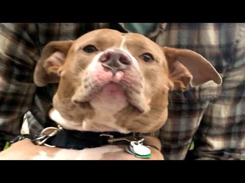 Unwanted dog is so gentle with new family #Video