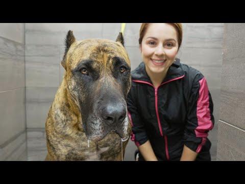 The POWERFUL Perro de Presa Canario - Girl With The Dogs #Video
