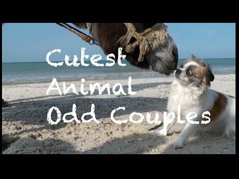 Animlal Odd Couples - Best Friends