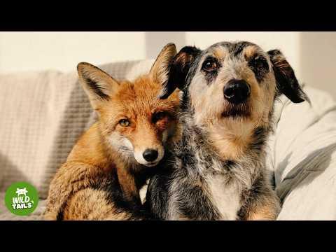 I Rescued A Wild Fox... But He Thinks He's A House Dog #Video