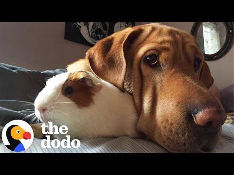 Dog Is Convinced He's A Guinea Pig #Video