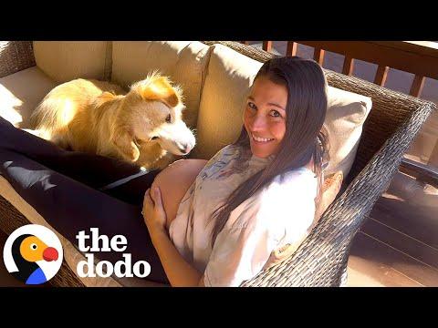 Dog Has The Sweetest Reaction When He Feels The Baby Kick #Video