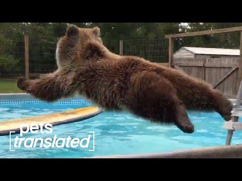 It's A Pet Pool Party! | Pets Translated #Video