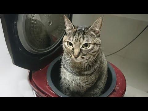 FUNNY CATS that deserve 100 MILLION VIEWS! #Video