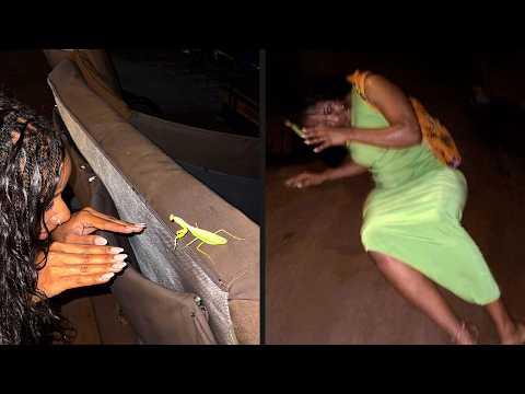 Insects are Fighting Back | YOUR Daily Dose of Internet #Video