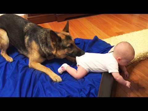 When Dogs Take Protecting Babies VERY Seriously #Video