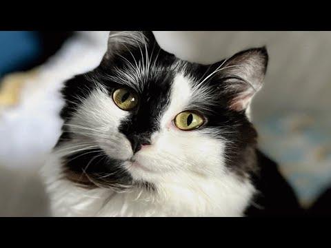 Disabled cat was about to be euthanized. This woman took her home. #Video
