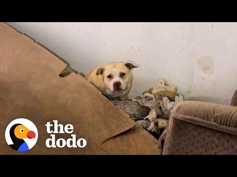 Pittie Rescued From A Crumbling Abandoned House #Video