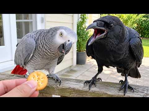 These PARROTS and CROWS Have WAY Too Much Attitude! #Video
