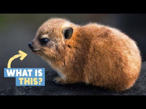 This Furry Potato Is An Evolutionary Mystery #Video
