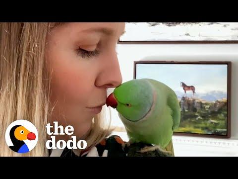What It’s Like Living With Two Parrots #Video