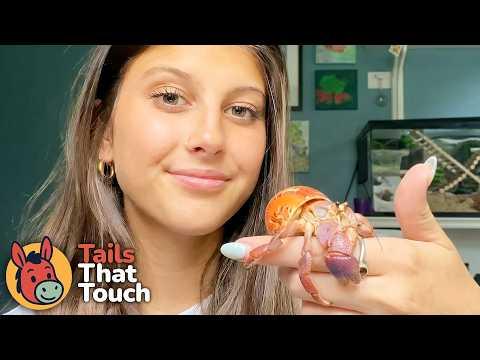 Woman Discovers Her Hermit Crabs Go Wild After Dark #Video