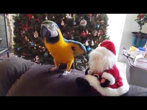 Parrot Attacks Santa