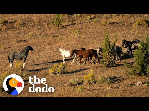 Woman Spends Year Trying To Find This Captured Wild Horse And All Of His Mares And Babies #Video