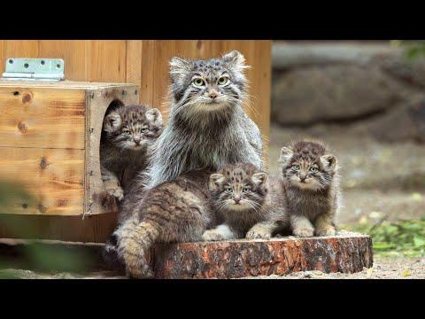 Snezhinka’s Six-Pack of Trouble #Video