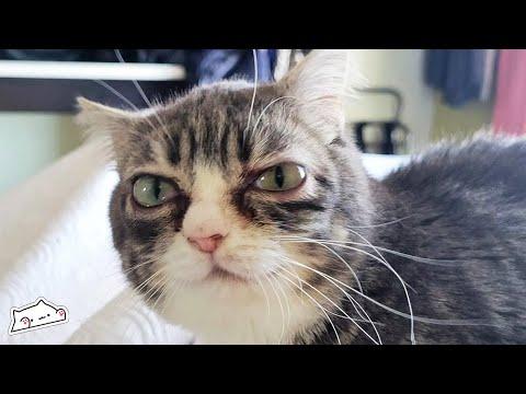 Dwarf Kitty Felt Lonely Before Bonding with Woman #Video