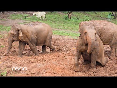 When Elephants Feel Safe, They Sleep Like This - ElephantNews #Video